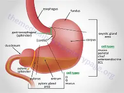 <p>What is the organ and the system?</p>