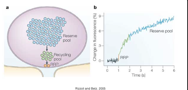 <p>the readily releasable pool (RRP)</p>