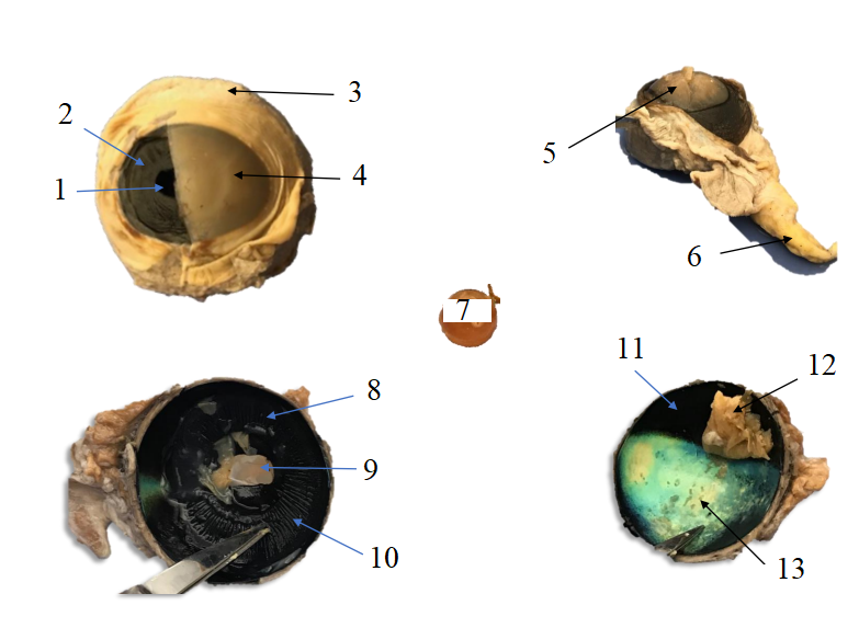 <ol><li><p>What animal does this eye come from?</p></li><li><p>Name structures 1-13.</p></li></ol><p></p>