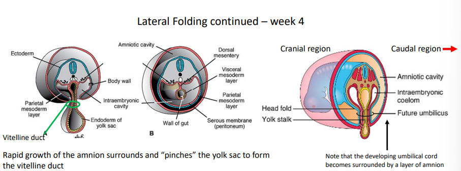 <p>At day 17, the lateral ends of the embryo begin to fold towards the midline. By day 22, the intraembryonic coelom forms as a space between the two layers of lateral plate mesoderm that’s continuous with the primitive body cavity. The rapid growth of the amnion surrounds and pinches the yolk sac to form the vitelline duct.</p>