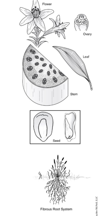 <ol><li><p>One cotyledons or seed leaves in the embryos </p></li><li><p>principle vein leaves are parallele to each other </p></li><li><p>Flower parts arranged in multiples of three </p></li><li><p>root system fibourous without taproot , all roots are the same size </p></li><li><p>stem with vascular bundles complexly arranged in the pith tissue </p></li><li><p>Stem and root without cambium, no annual ring added </p></li></ol><p></p>
