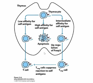 <ul><li><p>develop in thymus and go through normal negative and positive selection </p></li><li><p>TCR is somewhere between negative and positive selection (intermediate affinity) </p><ul><li><p>high enough to get positively selected</p></li><li><p>low enough to avoid negative selection </p></li><li><p>still recognizes self-antigen, but not high enough to get negatively selected against </p></li></ul></li><li><p>leads to upregulation of master transcription factor (Foxp3), which leads to regulatory T cell development, which suppress immune response </p></li></ul><p></p><p>Previous Studies</p><ul><li><p>scurfy mouse → autoimmune strain of mice </p></li><li><p>mutation in gene called scurfin, which encodes transcription factor Foxp3, leading to the failure in development of regulatory T cells</p></li><li><p>compared to this, overexpression of FoxP3 in normal CD4+ T cells → converts to CD4+CD25+ regulatory-like T cells </p></li></ul><p></p>