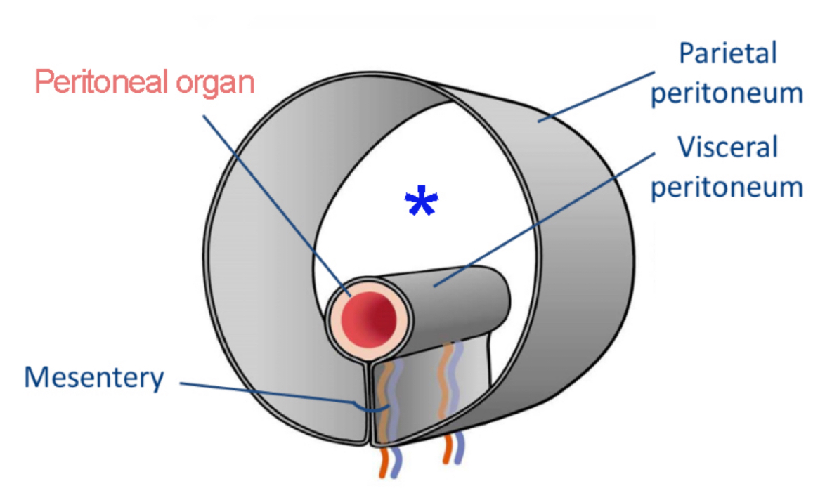 <p>No. An intraperitoneal structure is within the peritoneal cavity. </p>
