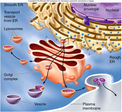 <p>Rough ER- continuous with outer membrane of nuclear envelope. Rough because of ribosomes. Proteins synthesized by embedded ribosomes are sent to lumen for modification. Afterward sent out of cell or become part of membrane</p><p>Smooth ER- extension of RER. synthesize lipids, produce steroid hormones, detoxify cell</p><p>Golgi apparatus- stores, modifies, and exports proteins that will be secreted from cell. Made up of cisternae that modify and package substances. Vesicle from ER rich cis face and leave from trans face.</p><p>Lysosomes- found in animal cells, digestive (hydrolytic) enzymes which break down cellular waste. Play role in apoptosis</p><p>Vacuoles- membrane bound vesicles used for storage or transport. Plants have central vacuole that help maintain turgor. Contractile vacuoles in protist pump excess water</p>