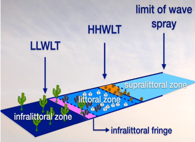 <ul><li><p><span>Where to find rocky intertidal zones?</span></p><ul><li><p><span>Recently glaciated margins</span></p><ul><li><p><span style="font-family: "Times New Roman"; line-height: normal; font-size: 7pt;"> </span><span>Glaciers are great at leaving exposed bedrock behind</span></p></li></ul></li><li><p class="MsoListParagraphCxSpMiddle"><span style="font-family: "Courier New";">Active margins</span></p><ul><li><p class="MsoListParagraphCxSpMiddle"><span>Haven’t had much time to accumulate sediment</span></p></li></ul></li><li><p class="MsoListParagraphCxSpMiddle"><span>Energetic waters</span></p><ul><li><p class="MsoListParagraphCxSpMiddle"><span>Keep intertidal clean and empty of sediment</span></p></li></ul></li></ul></li><li><p class="MsoListParagraphCxSpMiddle"><span>Zonation in the Rocky Intertidal</span></p><ul><li><p class="MsoListParagraphCxSpMiddle"><span>Black lichen zone</span></p><ul><li><p class="MsoListParagraphCxSpMiddle"><span>In zone of wave spray</span></p></li></ul></li><li><p class="MsoListParagraphCxSpMiddle"><span>Littorinid snails at limit of tidal range</span></p></li><li><p class="MsoListParagraphCxSpMiddle"><span>Mid-tide levels</span></p><ul><li><p class="MsoListParagraphCxSpMiddle"><span>Indicated by presence of barnacles and mussels</span></p></li></ul></li><li><p class="MsoListParagraphCxSpMiddle"><span>Lower tidal levels</span></p><ul><li><p class="MsoListParagraphCxSpMiddle"><span>Red and brown algae</span></p></li></ul></li></ul></li><li><p class="MsoListParagraphCxSpMiddle"><span>Zonation is typical</span></p><ul><li><p class="MsoListParagraphCxSpMiddle"><span>Northeast North America, Alaskan fjord, Korean peninsula all show the same zonation!</span></p></li></ul></li><li><p class="MsoListParagraphCxSpMiddle"><span>Stephensons’ Universal Scheme of Zonation</span></p></li></ul><p class="MsoListParagraphCxSpMiddle"><span style="font-family: "Courier New";">o</span><span style="font-family: "Times New Roman"; line-height: normal; font-size: 7pt;">&nbsp;&nbsp; </span><span>LLWLT: lowest low water on a large tide</span></p><p class="MsoListParagraphCxSpMiddle"><span style="font-family: "Courier New";">o</span><span style="font-family: "Times New Roman"; line-height: normal; font-size: 7pt;">&nbsp;&nbsp; </span><span>HHWLT: highest high water on a large tide</span></p><p class="MsoListParagraphCxSpMiddle"><span style="font-family: "Courier New";">o</span><span style="font-family: "Times New Roman"; line-height: normal; font-size: 7pt;">&nbsp;&nbsp; </span><span>Infralittoral zone: kelp (limit of kelp represent infralittoral fringe)</span></p><p class="MsoListParagraphCxSpMiddle"><span style="font-family: "Courier New";">o</span><span style="font-family: "Times New Roman"; line-height: normal; font-size: 7pt;">&nbsp;&nbsp; </span><span>Littoral zone: muscles, barnacles (limit where barnacles give out represent supralittoral fringe)</span></p><p class="MsoListParagraphCxSpLast"><span style="font-family: "Courier New";">o</span><span style="font-family: "Times New Roman"; line-height: normal; font-size: 7pt;">&nbsp;&nbsp; </span><span>Supralittoral zone: Littorinid snails</span></p>