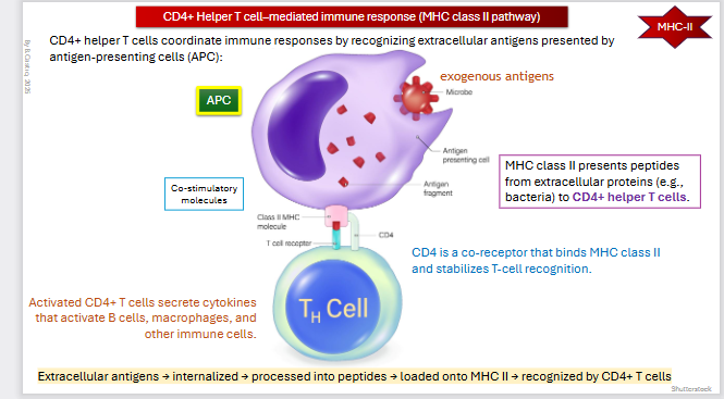<p>MHC Class II</p><ul><li><p>Professional APC (antigen presenting cell)</p></li><li><p>Extracellular / exogenous</p></li><li><p><strong>Dendritic Cells, macrophages</strong>, and <strong>B cells </strong>(only present after activation)<strong>. </strong>Constitutively express MHC class II molecules. They <strong>internalize antigens</strong> (that came from the outside), process them, and <strong>present peptide fragments </strong>on MHC class II for recognition by T cells</p></li></ul><p></p><p><strong>CD4+ helper T cells coordinate </strong>immune responses by recognizing <strong>extracellular antigens </strong>presented by <strong>antigen-presenting cells (APC)</strong></p><p></p><p>MHC class II presents peptides from extracellular proteins (e.g., bacteria) to CD4+ helper T cells</p><p></p><p><strong>CD4 is a co-receptor </strong>that <strong>binds MHC class II </strong>and <strong>stabilizes T-cell recognition</strong></p><p></p><p>Activated CD4+ T cells secrete <strong><em>cytokines </em></strong>that <strong>activate B cells, macrophages, and other immune cells</strong></p><p></p><p><span>Extracellular antigens → internalized → processed into peptides → loaded onto MHC II → recognized by CD4+ T cells</span></p>