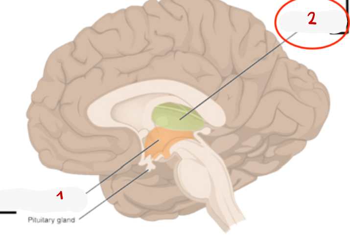 <p>3? </p>