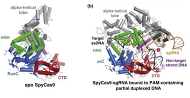<p>Cas9 undergoes a large-scale structural reorganization during activation, particularly in its HNH nuclease domain. This reorganization occurs when Cas9 binds both the single-guide RNA (sgRNA) and the target DNA. Cleavage of the DNA is only possible after these conformational changes, meaning Cas9 cannot cut DNA unless it is in complex with both sgRNA and its target.</p>