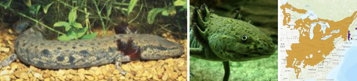 <ul><li><p><span style="background-color: transparent;"><strong>Habitat:</strong> </span>fully aquatic, found in water with abundant structure and varying depths</p></li><li><p><span style="background-color: transparent;"><strong>Diet:</strong> </span>crayfish, small fish, invertebrates, snails, fish and salamander eggs, carrion</p></li><li><p><span style="background-color: transparent;"><strong>Characteristics:</strong> smooth, slimy, stocky, can get much bigger than sirens, fully aquatic, </span>have back legs, gray to rust brown body, blue-back spots, permanent large red bushy external gills</p></li></ul><p></p>