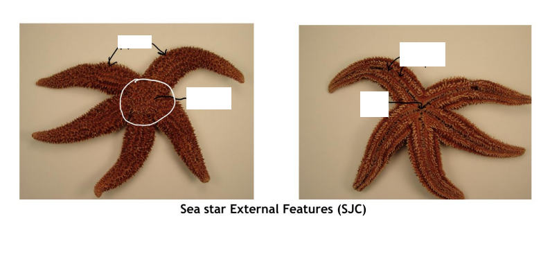 <ol><li><p>Phylum?</p></li><li><p>Identify terms 1-4.</p></li></ol><p></p>