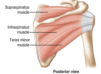 <p>What is the <strong>action </strong>of the <strong>Infraspinatus</strong>?</p>
