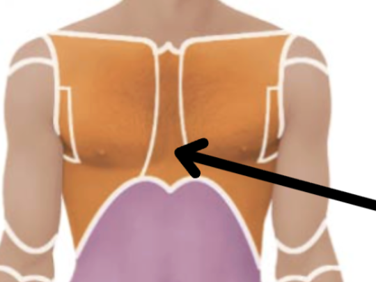 <p>Medical term, region, anteiror/posterior?</p>