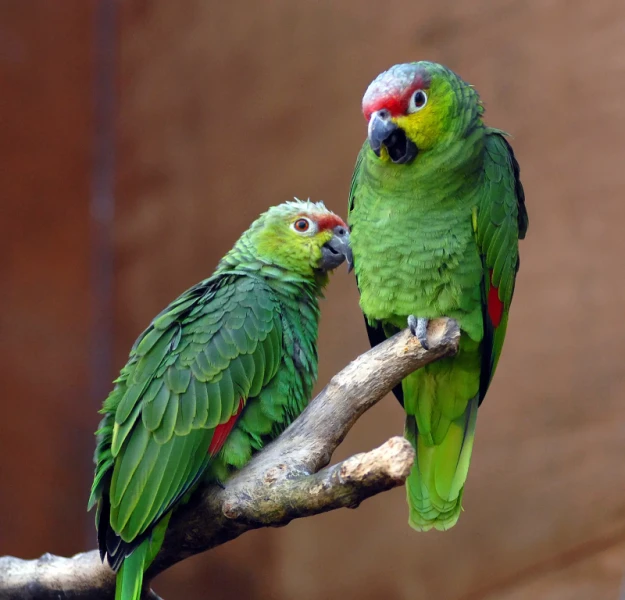 <p>Amazone lilacine</p>