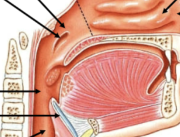 <p>Hole in nasopharynx that connects to the ears to equalize pressure differences (forcing air back against the tympanic membrane when descending under water or descending during flight, so the eardrum doesn’t burst from the high pressure outside). </p>