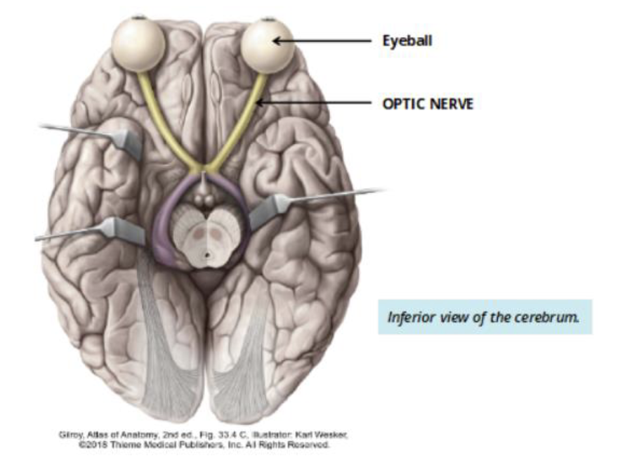 <p>CN II: Optic nerve</p><ul><li><p>sensory: vision </p></li></ul><p></p>