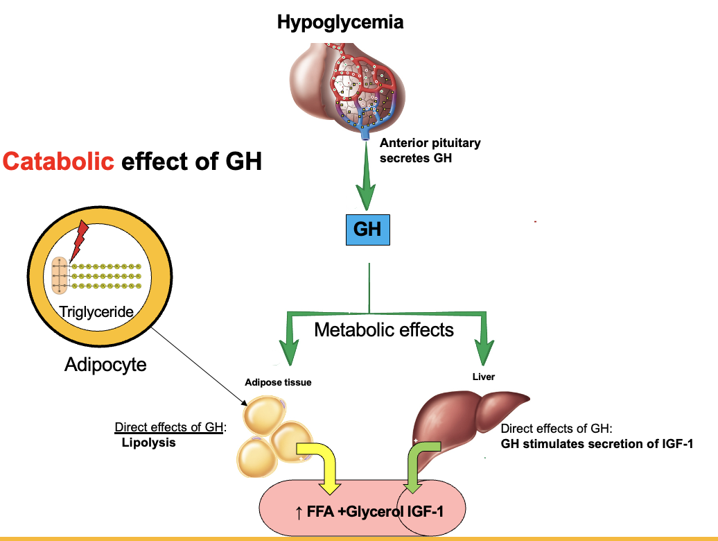 <p>GH → binds receptors on adipocytes → ↑ activity of <strong>hormone-sensitive lipase (HSL)</strong> → breaks triglycerides into <strong>free fatty acids (FFA) + glycerol</strong> → released into blood → used for energy</p>