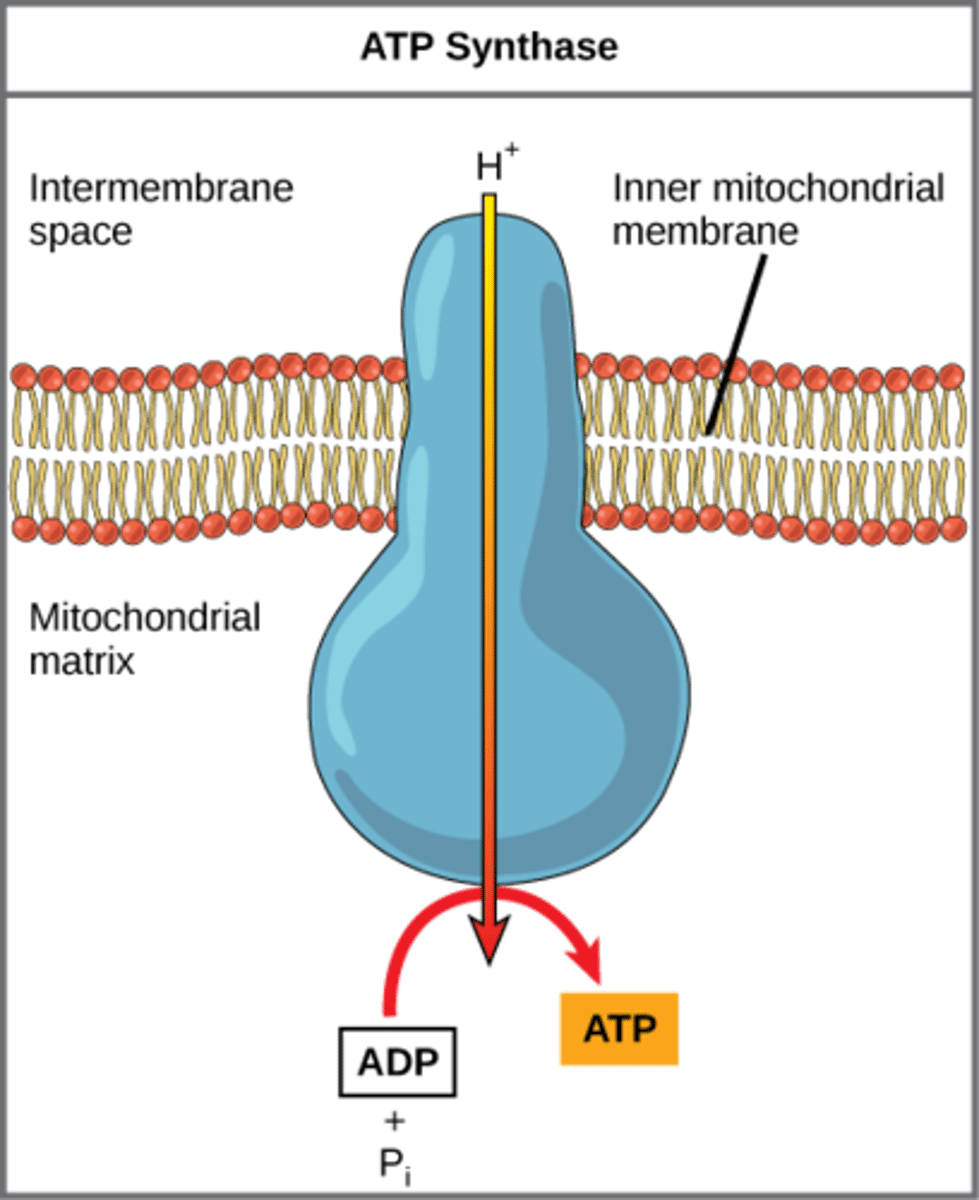 <p>ADP → ATP from NADH and FADH2</p>
