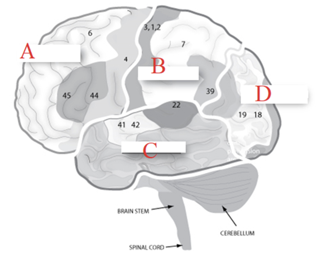 <p>C</p>