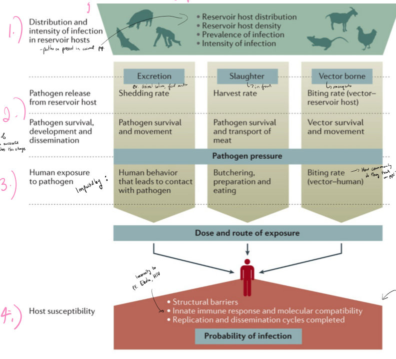 <ol><li><p>presence in animal population - impacted by reservoir host distribution/density, prevalence and intensity of infection</p></li><li><p>transmission to human - impacted by shedding rate, harvest rate, pathogen survival, biting rate of vector on host, vector survival</p></li><li><p>human exposure to pathogen - impacted by human behavior, preparation of meat, biting rate of vector on human</p></li><li><p>host susceptibility- innate immune responses and compatability, structural barriers</p></li></ol><p></p>