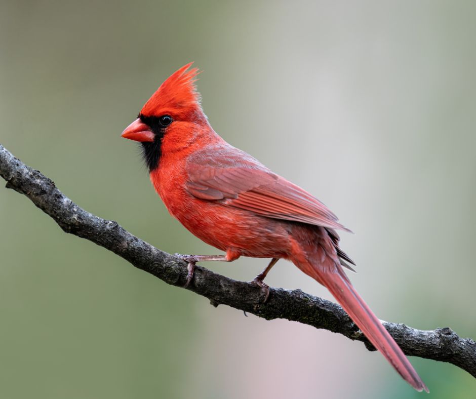 <p>Northern Cardinal</p>