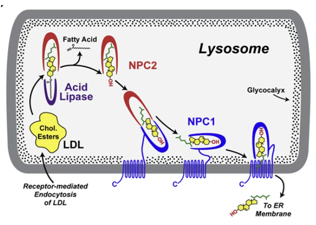 <ul><li><p>Caused by mutations in NPC1 or NPC2 coding genes&nbsp;</p></li><li><p>These are proteins involved in cholesterol distribution in cells, where, in the lysosome, NPC2 mediates the release of cholesterol from LDL, and NPC1 mediates the transport of cholesterol out of the organelle&nbsp;</p></li><li><p>Defect in these proteins lead to accumulation of cholesterol, which can also cause enlargement of spleen/liver, lung issues, and accumulation in neurones leads to dementia: nicknamed “Children’s Alzheimer’s” as post-mortem brains from children histologically look similar to Alzheimer’s&nbsp;</p></li></ul><p></p>