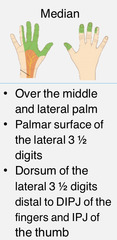 <p>lateral 2 /3 of the palm of the hand</p>
