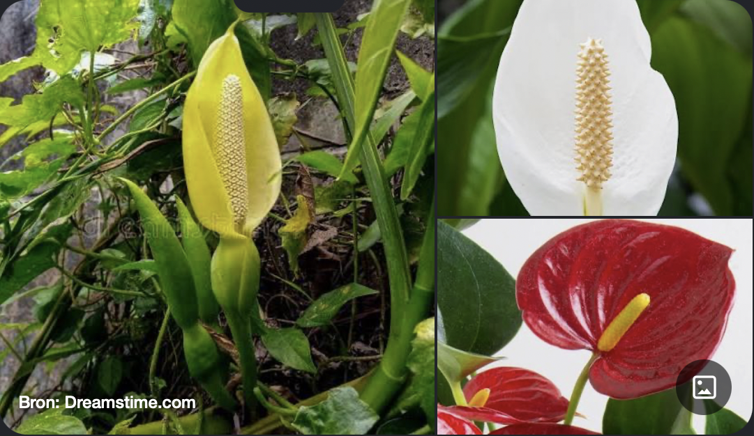 <p>Kenmerken:</p><ul><li><p><strong>Bloeiwijze:</strong> Een dikke, vlezige bloeikolf (<strong>spadix</strong>) waarop de minuscule, eenslachtige bloemen zitten. Deze kolf wordt omgeven door een groot, vaak opvallend gekleurd schutblad (<strong>spatha</strong>).</p></li><li><p><strong>Kenmerk:</strong> Bevatten vaak calciumoxalaatkristallen (naaldjes) die hevige irritatie in de mond veroorzaken bij kauwen.</p></li></ul><p></p>