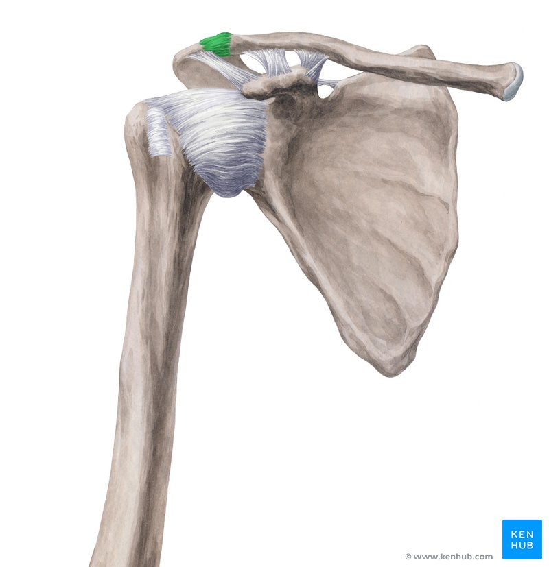 <p>Bones involved in acromioclavicular</p>