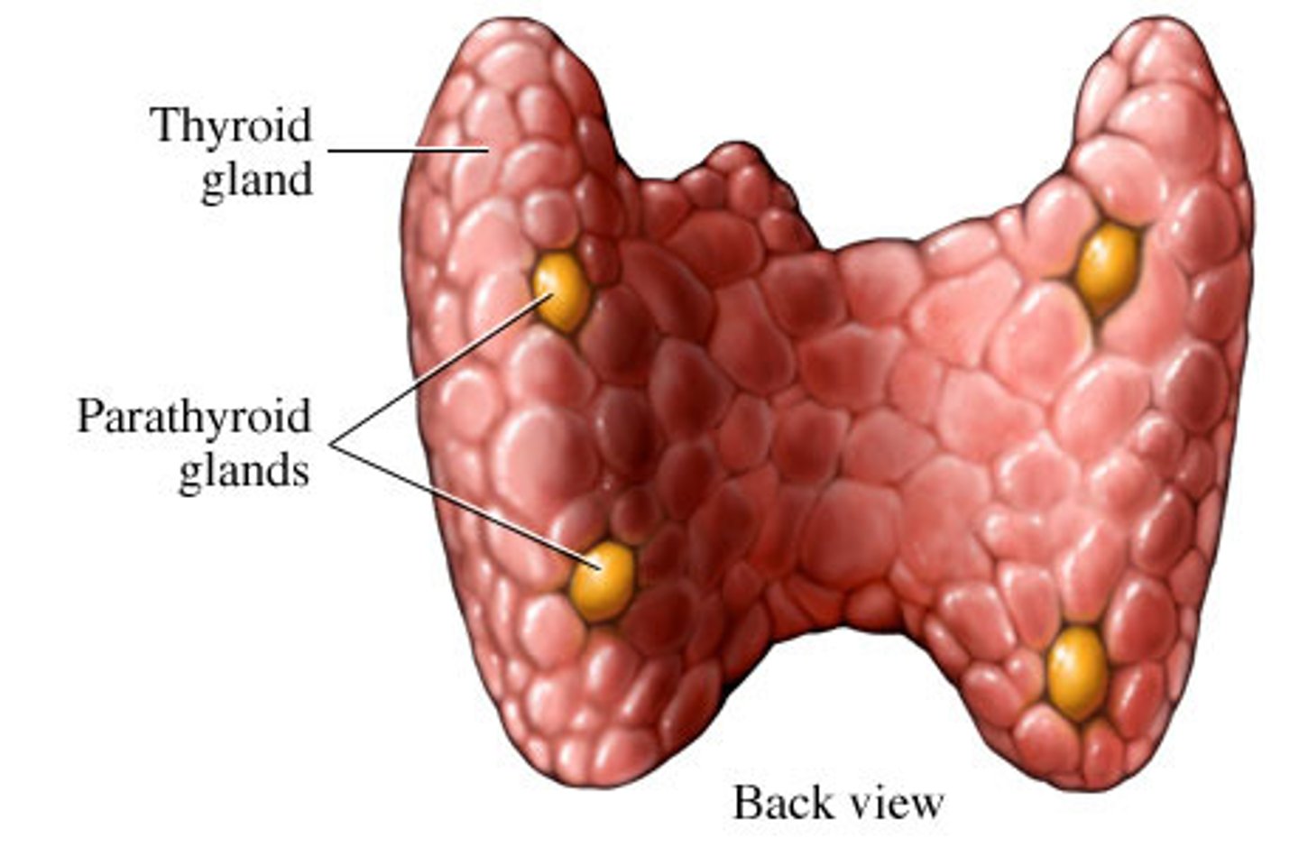 <p>-four small glands on the posterior of the thyroid gland</p><p>-regulate blood hormones</p>