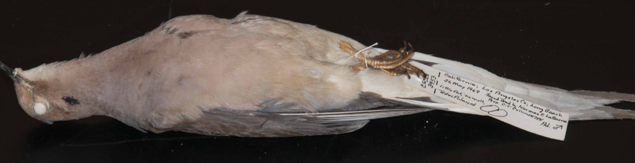 <p>Mourning Dove</p>