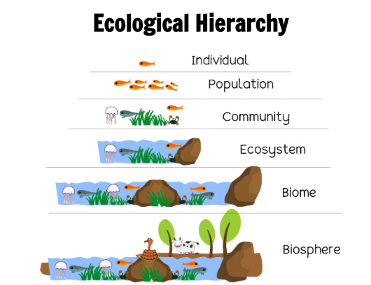 <p><strong>individual</strong> (single organism)<br><strong>population</strong> (group of organisms of same species in given area)</p><p><strong>community </strong>(all the population of species, all biotic)</p><p><strong>ecosystem</strong> (biotic community + abiotic factors that affect it)<br><strong>biome</strong> (group of ecosystems with same climate, similar communities)</p><p><strong>biosphere</strong> (layer of Earth that supports life; high in atm to deep in ocean)</p><p></p>