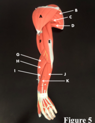<p>What muscle is F?</p>