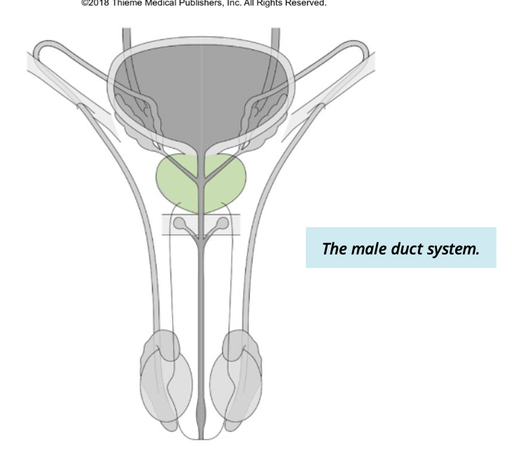 <p><span>Below the bladder; about the size of a walnut.</span></p>