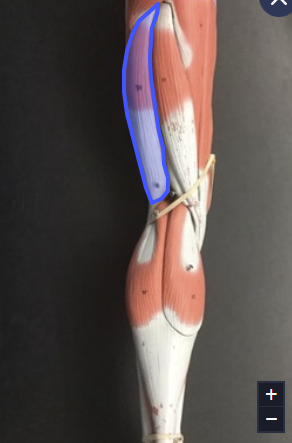 <p>Muscle, Action, muscle group. Perform the action on your own body. Name muscle group it is apart of</p>