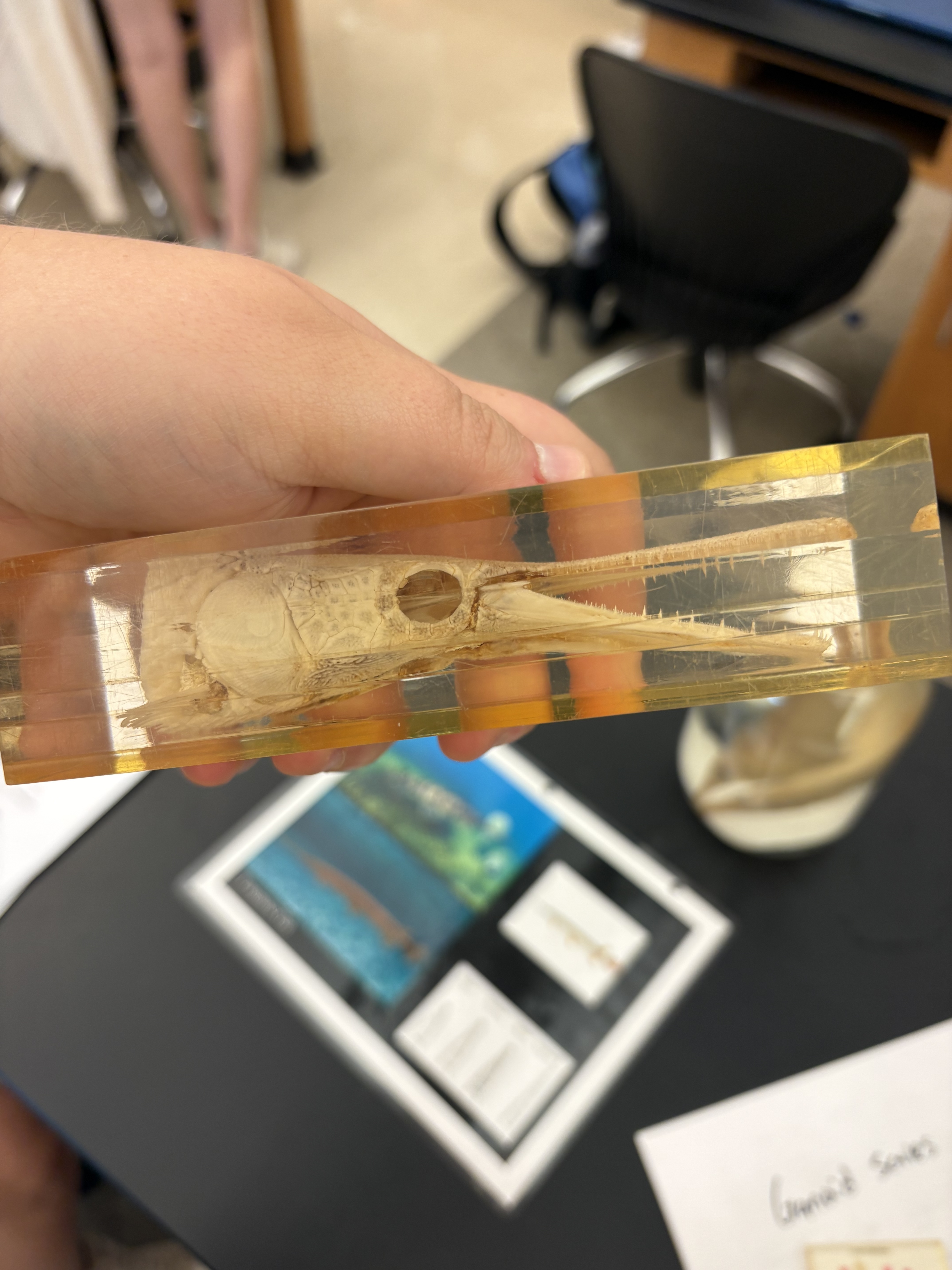 <p>What is the Superclass, Class, Subclass, Order, Family, and Name for this species?</p>