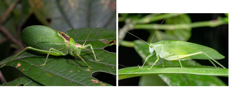 <p>What is the name of this bug </p>