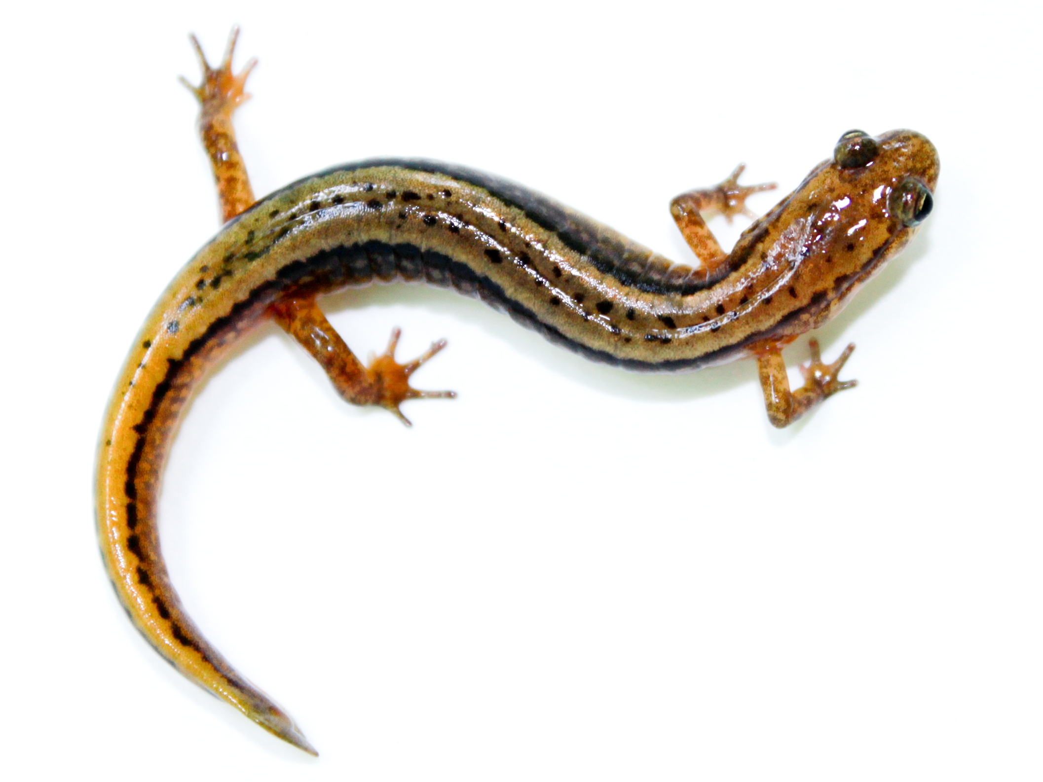 <p>two dark lines going from eyes to the tail</p>