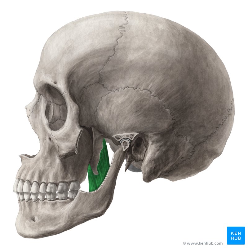 <p>what muscle is this</p>