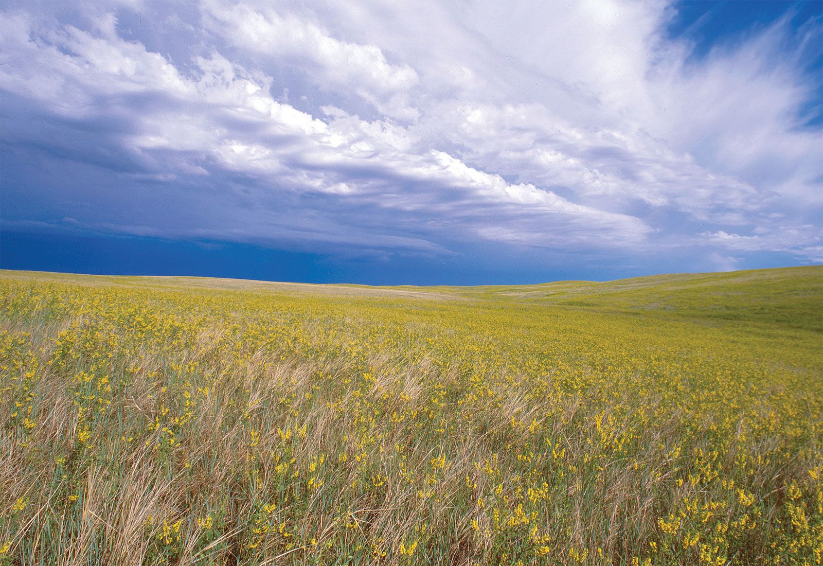 <p>Grassland</p>
