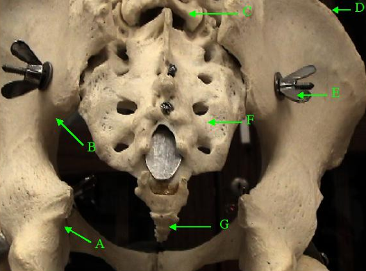 <p>Identify the bone labelled G.</p>