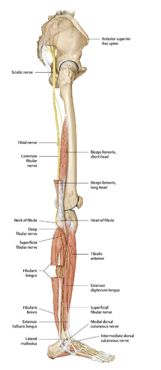 <ul><li><p>Exits through the greater sciatic foramen, runs posterior to the hip joint, travels in the posterior thigh to innervate hamstring muscles.</p></li><li><p>Injury can cause major loss of ankle flexion and hip extension. </p></li></ul><p></p>