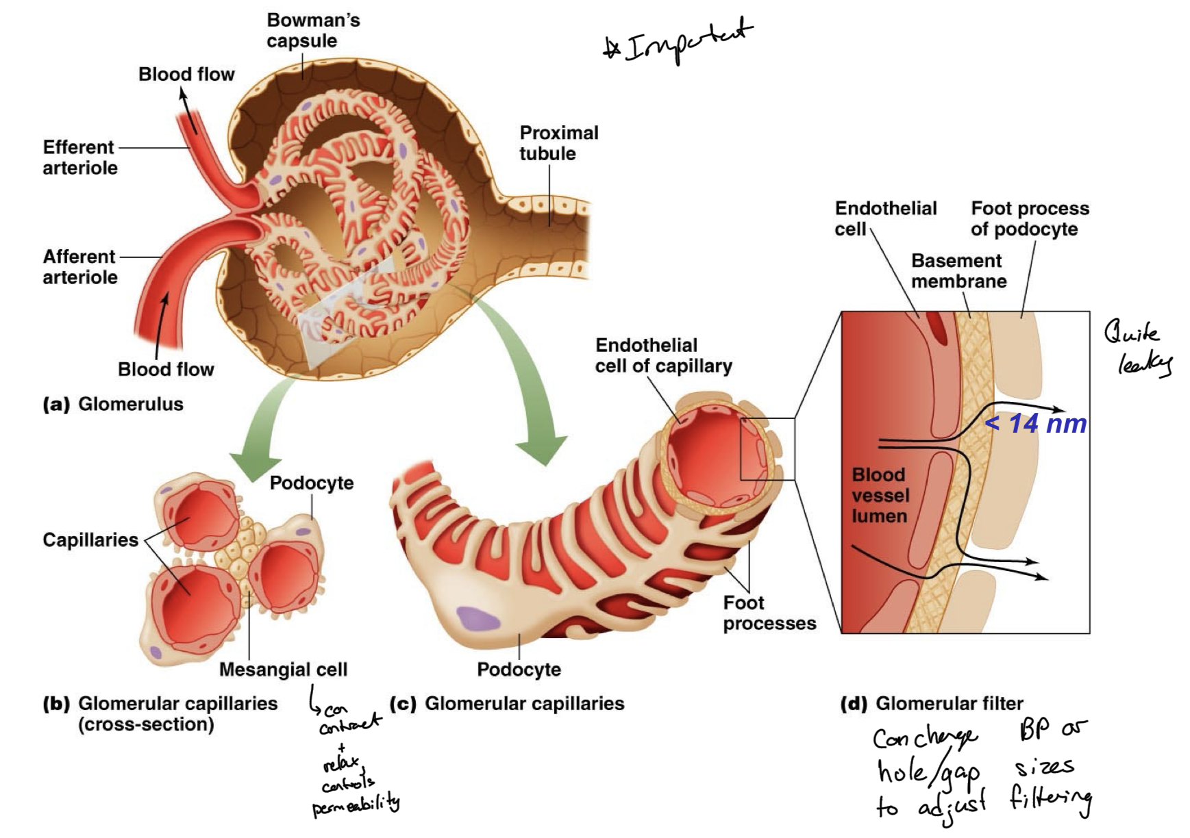 <p>Liquid components of the blood are filtered into Bowman’s capsule</p><p>Water and smaller solutes can cross this glomerular wall</p><p>Blood cells and large macromolecules, like proteins, are too large to leak through and thus are not filtered</p><p>Glomerular capillaries are very leaky because they have podocytes with foot processes which help to form the filtration structure. The foot processes engulf the arteriole, providing small gaps for solutes and water to leak through, do not fully seal up capillary, allowing things to pass through endothelial cells, basement membrane of capillaries, and the gaps created by podocytes. </p><p>Mesengial cells surrounding the capillaries in Bowman’s capsule are smooth muscle-like cells which control blood pressure and filtration within the glomerulus, regulating filtration rate.</p><p>Filtrate taken from the blood then flows from Bowman’s capsule into the proximal tubule.</p>