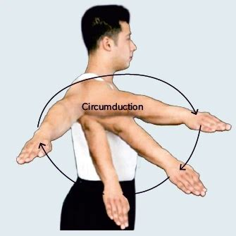 <p><strong>Circumduction</strong> is a movement which can be brought about at the shoulder or the hip joints (both being ball and socket variety of joints). For example, <strong>circumduction</strong> at the shoulder joint can be brought about by moving the outstretched arm in a circle and is brought about by a combination of movements including flexion, extension, adduction and abduction.</p><p><br></p>