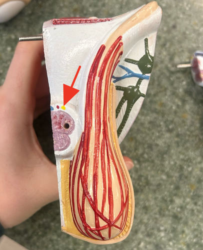 <p>main nerve located on the dorsal portion of the penis medial to the dorsal arteries</p>