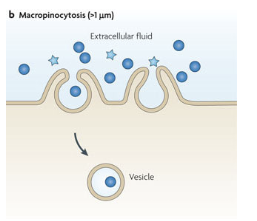 <p><span style="font-family: Aptos, sans-serif; line-height: 115%;">small amounts of liquid containing solutes (pinocytosis)</span></p><p></p><p><span style="font-family: Aptos, sans-serif; line-height: 115%;">cell drinking , almost all cells, ingestion of drops or small aprticles (<1 </span><span style="line-height: 115%;">m</span><span style="font-family: Aptos, sans-serif; line-height: 115%;">m)</span></p>