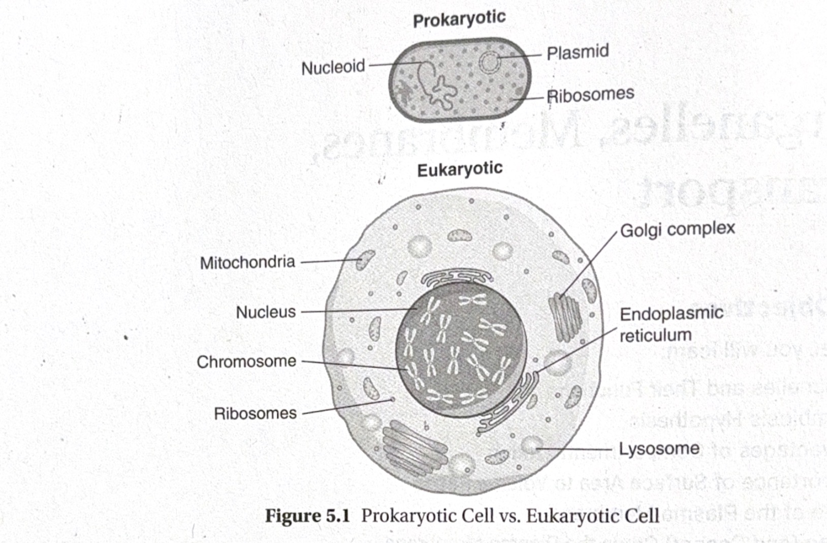 <p>Every cell has:</p><p>DNA</p><p>Ribosomes</p><p>Cytosol</p><p>Plasma membrane</p><p><span data-name="brain" data-type="emoji">🧠</span> ALL = DNA + ribosomes + cytosol + membrane</p>
