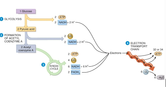 <p>2nd step in cellular respiration</p><p>Possibility - depends on the availability of enough oxygen!</p><p> Aerobic (oxygen is present) the cell will form acetyl-CoA and continue cellular respiration</p><p> Anaerobic the cell will form lactic acid to remove the Hydrogen generated by glycolysis (removing NADH and restoring NAD+)</p><p>Formation of Lactic Acid takes place in the cytoplasm/cytosol</p><ul><li><p>Pyruvate + NADH-> Lactic Acid + NAD+</p></li></ul><p>Formation of Acetyl-CoA takes place in the mitochondria</p><ul><li><p>Pyruvate + CoA+NAD+ -> Acetyl-CoA+ NADH + CO2</p></li></ul><p></p>