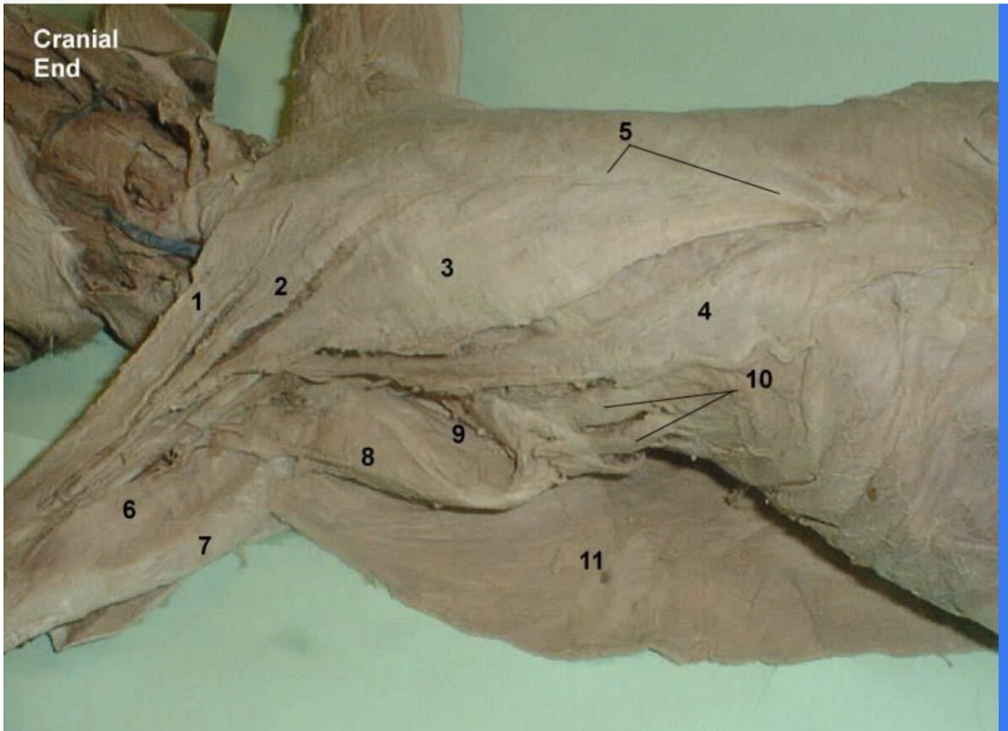 <p>What is 8? What part of the body is it?</p>