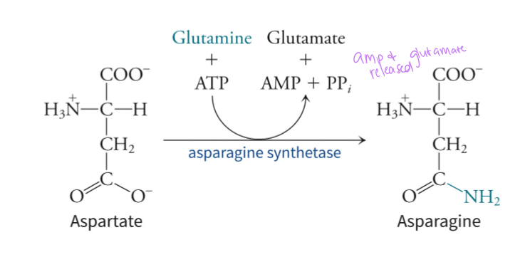 <p>by using glutamine as an amino acid and ATP, asparagine synthetase can convert aspartate into asparagine - in the same vein, glutamine synthetase uses ammonia as a donor to synthesize glutamine from glutamate</p>