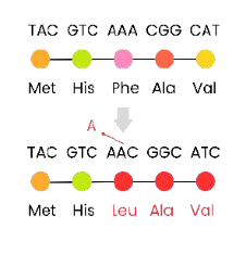 <p>1.<span style="background-color: unset; line-height: unset; font-size: unset; color: transparent;"> </span>One<span style="background-color: unset; line-height: unset; font-size: unset; color: transparent;"> </span>nucleotide<span style="background-color: unset; line-height: unset; font-size: unset; color: transparent;"> </span>/<span style="background-color: unset; line-height: unset; font-size: unset; color: transparent;"> </span>base<span style="background-color: unset; line-height: unset; font-size: unset; color: transparent;"> </span>(pair)<span style="background-color: unset; line-height: unset; font-size: unset; color: transparent;"> </span><span style="background-color: unset; line-height: 1.22; font-size: unset; color: unset;">removed</span><span style="background-color: unset; line-height: unset; font-size: unset; color: transparent;"> </span><span style="background-color: unset; line-height: unset; font-size: unset; color: unset;">from</span><span style="background-color: unset; line-height: unset; font-size: unset; color: transparent;"> </span><span style="background-color: unset; line-height: unset; font-size: unset; color: unset;">DNA</span><span style="background-color: unset; line-height: unset; font-size: unset; color: transparent;"> </span><span style="background-color: unset; line-height: unset; font-size: unset; color: unset;">sequence</span></p><p>2.<span style="background-color: unset; line-height: unset; font-size: unset; color: transparent;"> </span>Changes<span style="background-color: unset; line-height: unset; font-size: unset; color: transparent;"> </span>sequence<span style="background-color: unset; line-height: unset; font-size: unset; color: transparent;"> </span>of<span style="background-color: unset; line-height: unset; font-size: unset; color: transparent;"> </span><span style="background-color: unset; line-height: 1.22; font-size: unset; color: unset;">DNA</span><span style="background-color: unset; line-height: unset; font-size: unset; color: transparent;"> </span><span style="background-color: unset; line-height: 1.22; font-size: unset; color: unset;">triplets</span><span style="background-color: unset; line-height: unset; font-size: unset; color: transparent;"> </span><span style="background-color: unset; line-height: 1.22; font-size: unset; color: unset;">from</span><span style="background-color: unset; line-height: unset; font-size: unset; color: transparent;"> </span><span style="background-color: unset; line-height: 1.22; font-size: unset; color: unset;">point</span><span style="background-color: unset; line-height: unset; font-size: unset; color: transparent;"> </span><span style="background-color: unset; line-height: 1.22; font-size: unset; color: unset;">of</span><span style="background-color: unset; line-height: unset; font-size: unset; color: transparent;"> </span><span style="background-color: unset; line-height: 1.22; font-size: unset; color: unset;">mutation</span><span style="background-color: unset; line-height: unset; font-size: unset; color: transparent;"> </span>(frameshift)</p><p>3.<span style="background-color: unset; line-height: unset; font-size: unset; color: transparent;"> </span>Changes<span style="background-color: unset; line-height: unset; font-size: unset; color: transparent;"> </span>sequence<span style="background-color: unset; line-height: unset; font-size: unset; color: transparent;"> </span>of<span style="background-color: unset; line-height: unset; font-size: unset; color: transparent;"> </span><span style="background-color: unset; line-height: 1.22; font-size: unset; color: unset;">mRNA</span><span style="background-color: unset; line-height: unset; font-size: unset; color: transparent;"> </span><span style="background-color: unset; line-height: 1.22; font-size: unset; color: unset;">codons</span><span style="background-color: unset; line-height: unset; font-size: unset; color: transparent;"> </span><span style="background-color: unset; line-height: unset; font-size: unset; color: unset;">after</span><span style="background-color: unset; line-height: unset; font-size: unset; color: transparent;"> </span><span style="background-color: unset; line-height: unset; font-size: unset; color: unset;">point</span><span style="background-color: unset; line-height: unset; font-size: unset; color: transparent;"> </span><span style="background-color: unset; line-height: unset; font-size: unset; color: unset;">of</span><span style="background-color: unset; line-height: unset; font-size: unset; color: transparent;"> </span><span style="background-color: unset; line-height: unset; font-size: unset; color: unset;">mutation</span></p><p>4.<span style="background-color: unset; line-height: unset; font-size: unset; color: transparent;"> </span>Changes<span style="background-color: unset; line-height: unset; font-size: unset; color: transparent;"> </span>sequence<span style="background-color: unset; line-height: unset; font-size: unset; color: transparent;"> </span>of<span style="background-color: unset; line-height: unset; font-size: unset; color: transparent;"> </span><span style="background-color: unset; line-height: 1.22; font-size: unset; color: unset;">amino</span><span style="background-color: unset; line-height: unset; font-size: unset; color: transparent;"> </span><span style="background-color: unset; line-height: 1.22; font-size: unset; color: unset;">acids</span><span style="background-color: unset; line-height: unset; font-size: unset; color: transparent;"> </span><span style="background-color: unset; line-height: unset; font-size: unset; color: unset;">in</span><span style="background-color: unset; line-height: unset; font-size: unset; color: transparent;"> </span><span style="background-color: unset; line-height: unset; font-size: unset; color: unset;">primary</span><span style="background-color: unset; line-height: unset; font-size: unset; color: transparent;"> </span><span style="background-color: unset; line-height: unset; font-size: unset; color: unset;">structure</span><span style="background-color: unset; line-height: unset; font-size: unset; color: transparent;"> </span><span style="background-color: unset; line-height: unset; font-size: unset; color: unset;">of</span><span style="background-color: unset; line-height: unset; font-size: unset; color: transparent;"> </span><span style="background-color: unset; line-height: unset; font-size: unset; color: unset;">polypeptide</span></p><p>5.<span style="background-color: unset; line-height: unset; font-size: unset; color: transparent;"> </span>Changes<span style="background-color: unset; line-height: unset; font-size: unset; color: transparent;"> </span>position<span style="background-color: unset; line-height: unset; font-size: unset; color: transparent;"> </span>of<span style="background-color: unset; line-height: unset; font-size: unset; color: transparent;"> </span><span style="background-color: unset; line-height: 1.22; font-size: unset; color: unset;">hydrogen</span><span style="background-color: unset; line-height: unset; font-size: unset; color: transparent;"> </span><span style="background-color: unset; line-height: 1.22; font-size: unset; color: unset;">/</span><span style="background-color: unset; line-height: unset; font-size: unset; color: transparent;"> </span><span style="background-color: unset; line-height: 1.22; font-size: unset; color: unset;">ionic</span><span style="background-color: unset; line-height: unset; font-size: unset; color: transparent;"> </span><span style="background-color: unset; line-height: 1.22; font-size: unset; color: unset;">/</span><span style="background-color: unset; line-height: unset; font-size: unset; color: transparent;"> </span><span style="background-color: unset; line-height: 1.22; font-size: unset; color: unset;">disulphide</span><span style="background-color: unset; line-height: unset; font-size: unset; color: transparent;"> </span><span style="background-color: unset; line-height: 1.22; font-size: unset; color: unset;">bonds</span><span style="background-color: unset; line-height: unset; font-size: unset; color: transparent;"> </span><span style="background-color: unset; line-height: unset; font-size: unset; color: unset;">in</span><span style="background-color: unset; line-height: unset; font-size: unset; color: transparent;"> </span><span style="background-color: unset; line-height: unset; font-size: unset; color: unset;">tertiary</span></p><p>structure<span style="background-color: unset; line-height: unset; font-size: unset; color: transparent;"> </span>of<span style="background-color: unset; line-height: unset; font-size: unset; color: transparent;"> </span>protein</p><p>6.<span style="background-color: unset; line-height: unset; font-size: unset; color: transparent;"> </span>Changes<span style="background-color: unset; line-height: unset; font-size: unset; color: transparent;"> </span><span style="background-color: unset; line-height: 1.22; font-size: unset; color: unset;">tertiary</span><span style="background-color: unset; line-height: unset; font-size: unset; color: transparent;"> </span><span style="background-color: unset; line-height: 1.22; font-size: unset; color: unset;">structure</span><span style="background-color: unset; line-height: unset; font-size: unset; color: transparent;"> </span><span style="background-color: unset; line-height: unset; font-size: unset; color: unset;">/</span><span style="background-color: unset; line-height: unset; font-size: unset; color: transparent;"> </span><span style="background-color: unset; line-height: unset; font-size: unset; color: unset;">shape</span><span style="background-color: unset; line-height: unset; font-size: unset; color: transparent;"> </span><span style="background-color: unset; line-height: unset; font-size: unset; color: unset;">of</span><span style="background-color: unset; line-height: unset; font-size: unset; color: transparent;"> </span><span style="background-color: unset; line-height: unset; font-size: unset; color: unset;">protein</span></p>